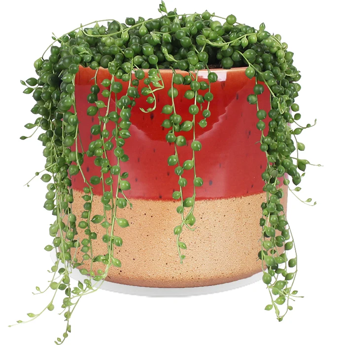 Senecio rowleyanus (Erbsenpflanze) (S)