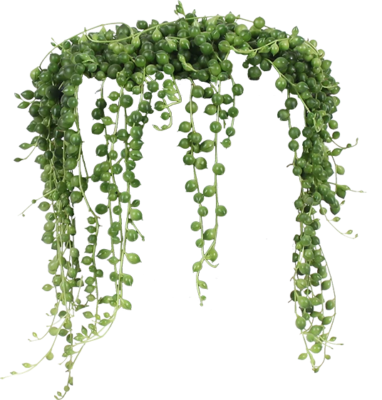 Senecio rowleyanus (Erbsenpflanze) (S)