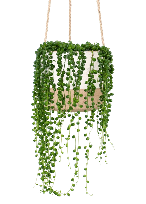 Senecio rowleyanus (Erbsenpflanze) (S)