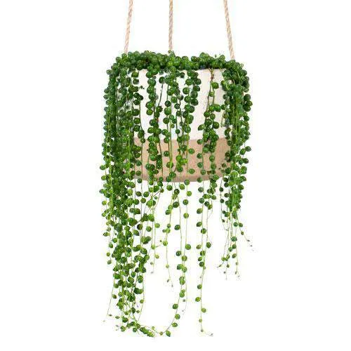 Senecio rowleyanus (Erbsenpflanze) (S)