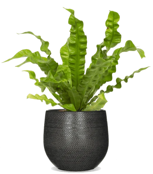Asplenium crispy wave (Nestfarn) (S)