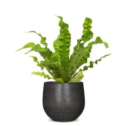 Asplenium crispy wave (Nestfarn) (S)