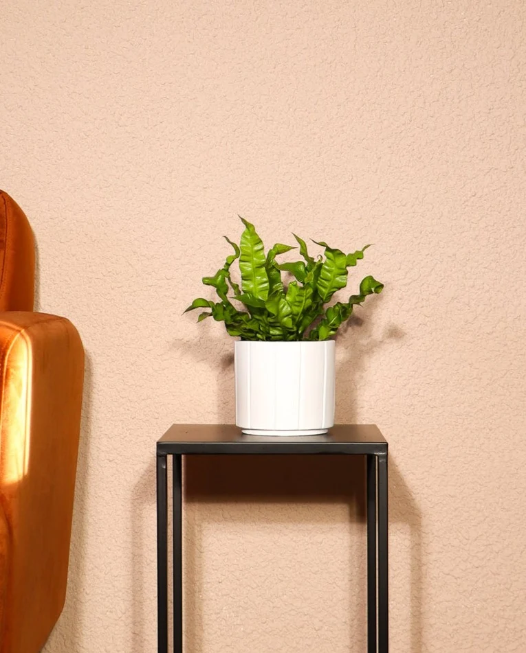 Asplenium crispy wave (Nestfarn) (S)