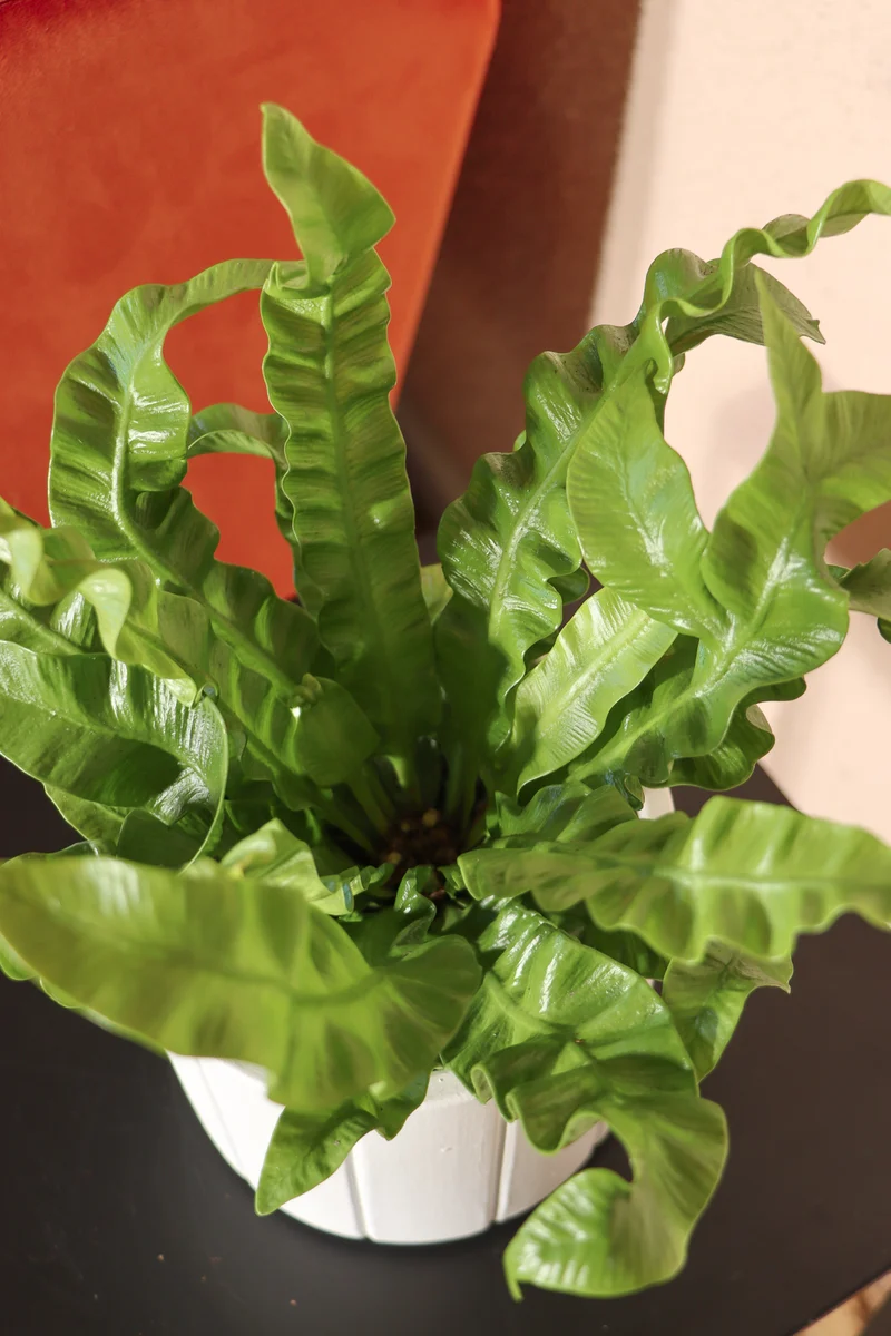 Asplenium crispy wave (Nestfarn) (S)