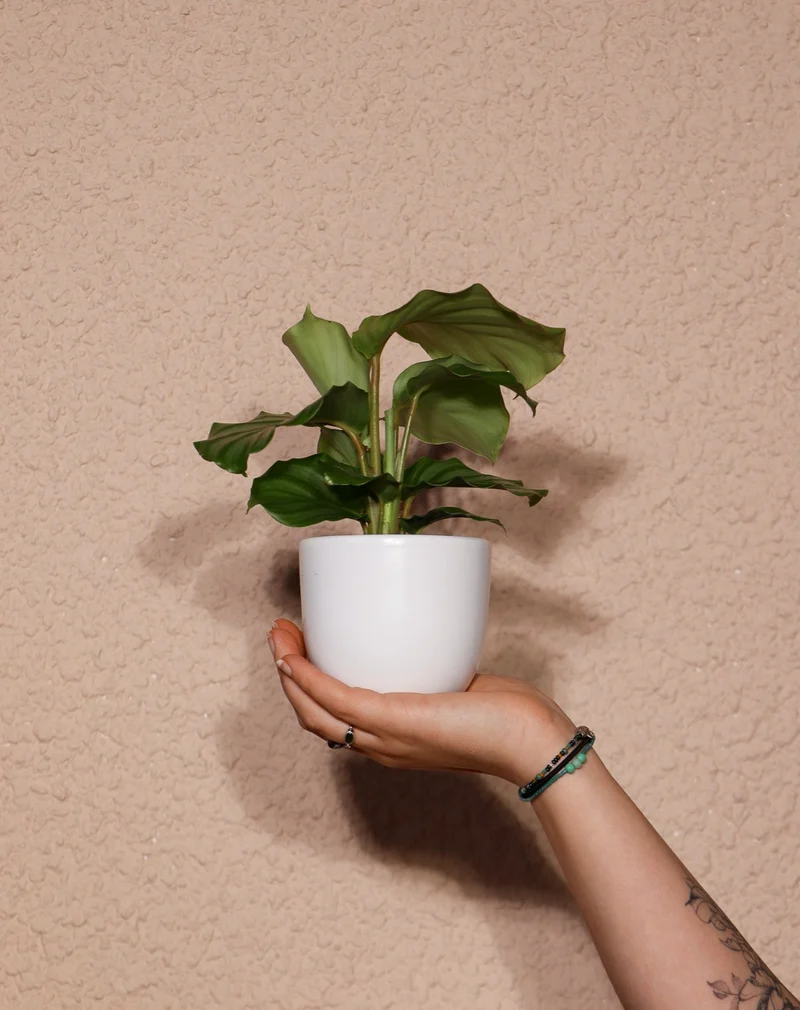 Calathea orbifolia (Korbmarante) (XS)