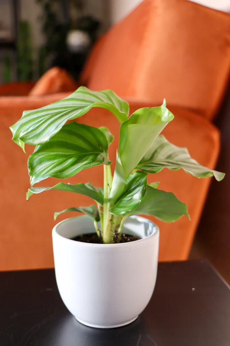 Calathea orbifolia (Korbmarante) (XS)