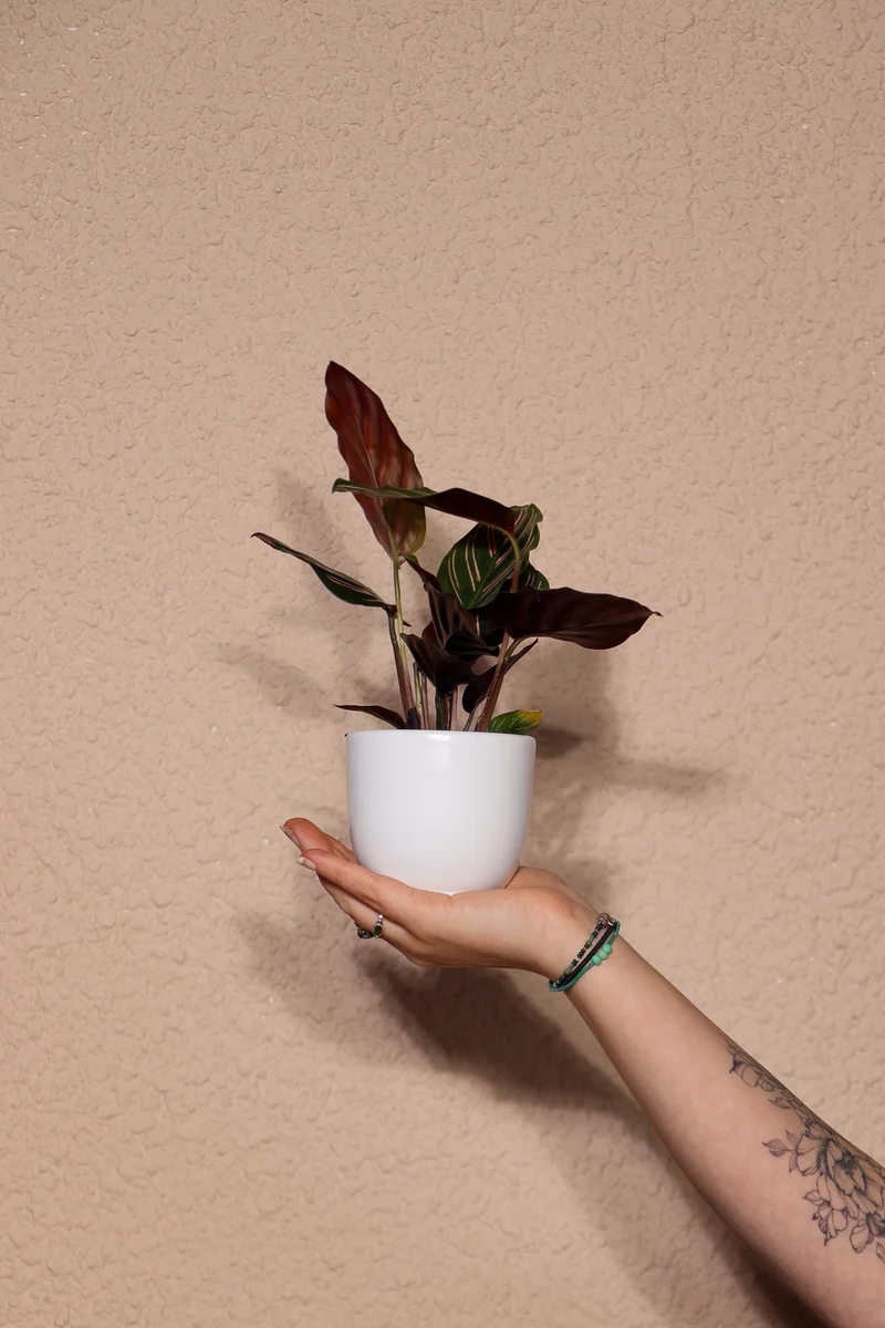 Calathea ornata (Korbmarante) (XS)