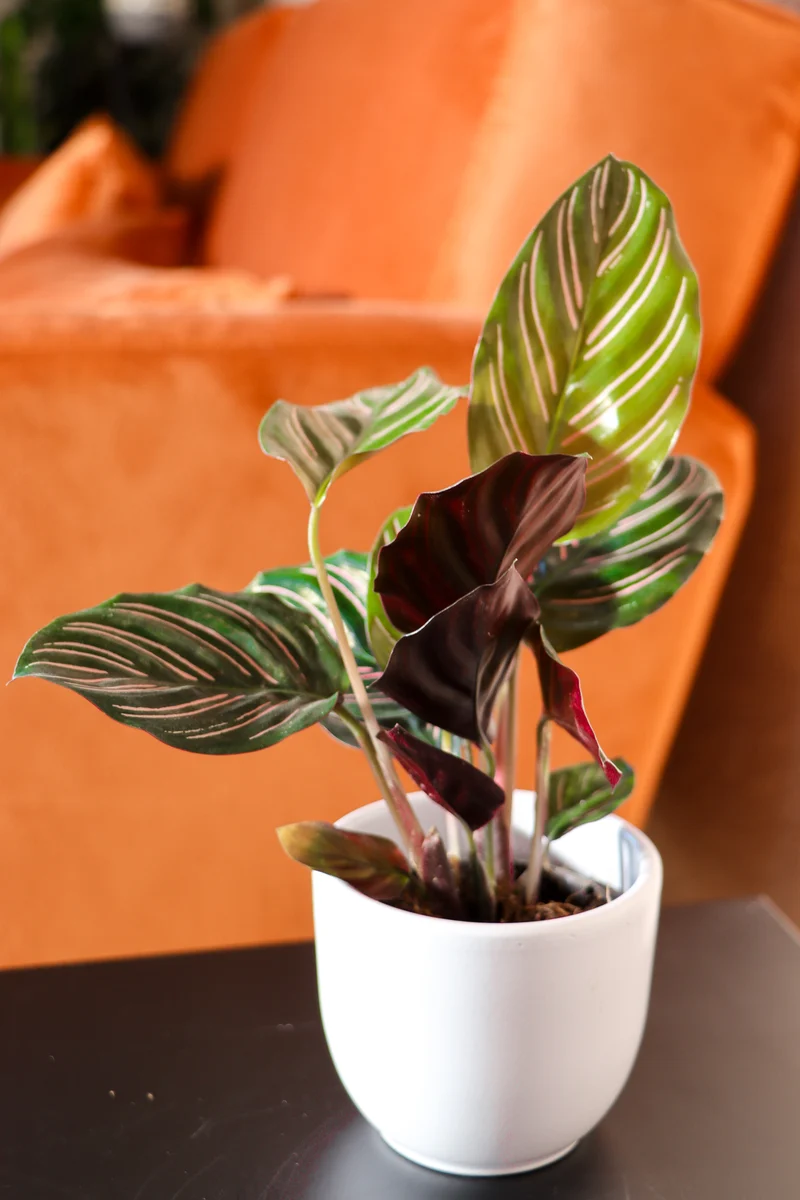 Calathea ornata (Korbmarante) (XS)