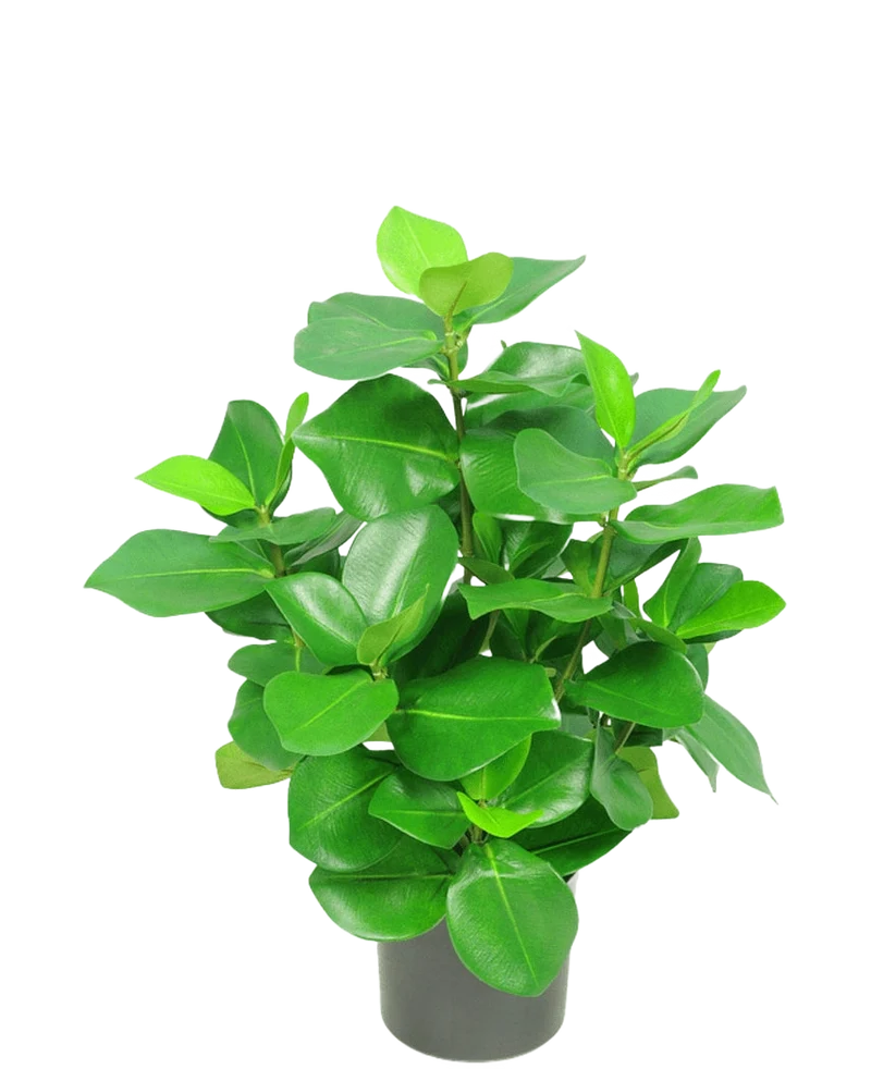 Künstliche Pflanze Clusia 45 cm
