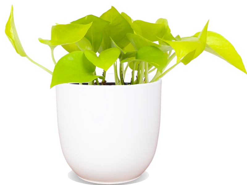 Epipremnum pinnatum "golden pothos" (Efeutute) (S) (20cm)