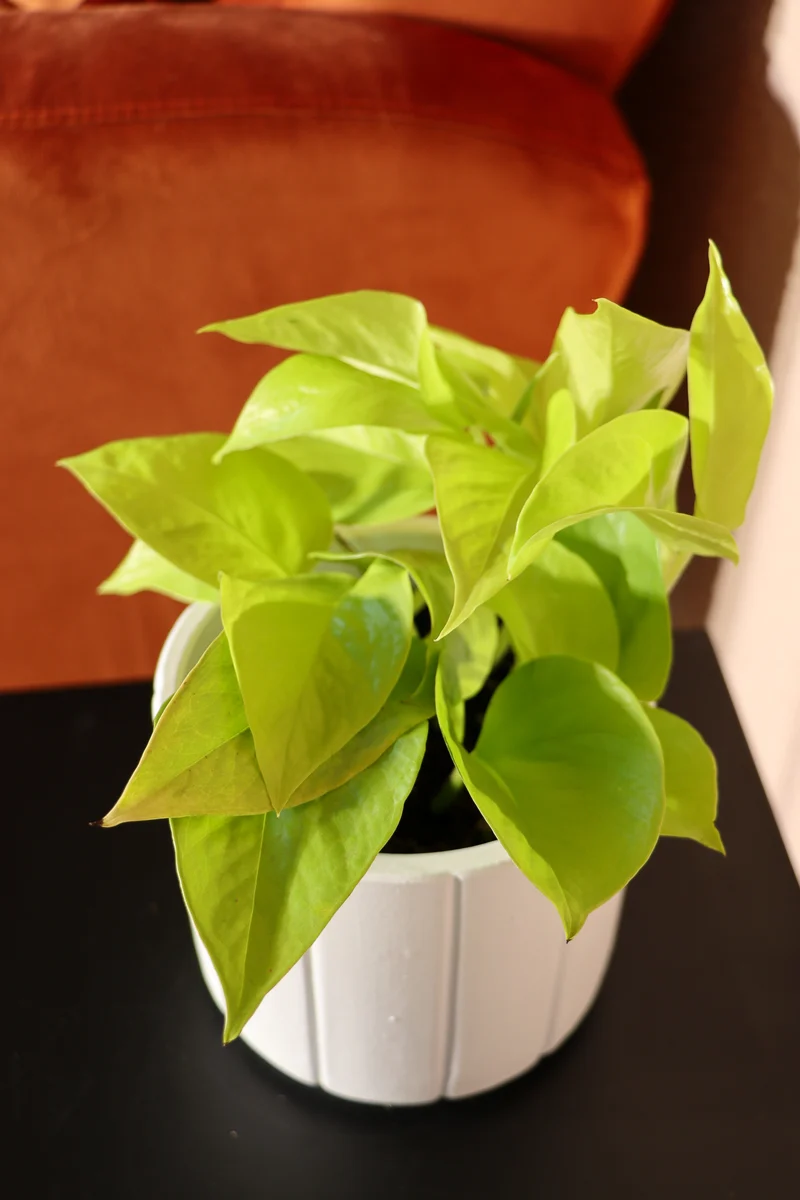 Epipremnum pinnatum "golden pothos" (Efeutute) (S) (20cm)