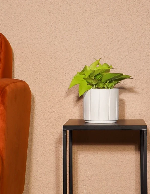 Epipremnum pinnatum "golden pothos" (Efeutute) (S) (20cm)