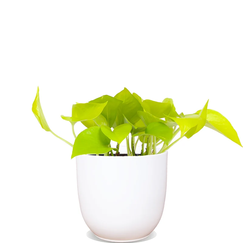 Epipremnum pinnatum "golden pothos" (Efeutute) (S) (20cm)