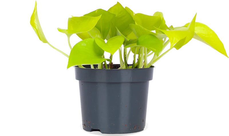 Epipremnum pinnatum "golden pothos" (Efeutute) (S) (20cm)