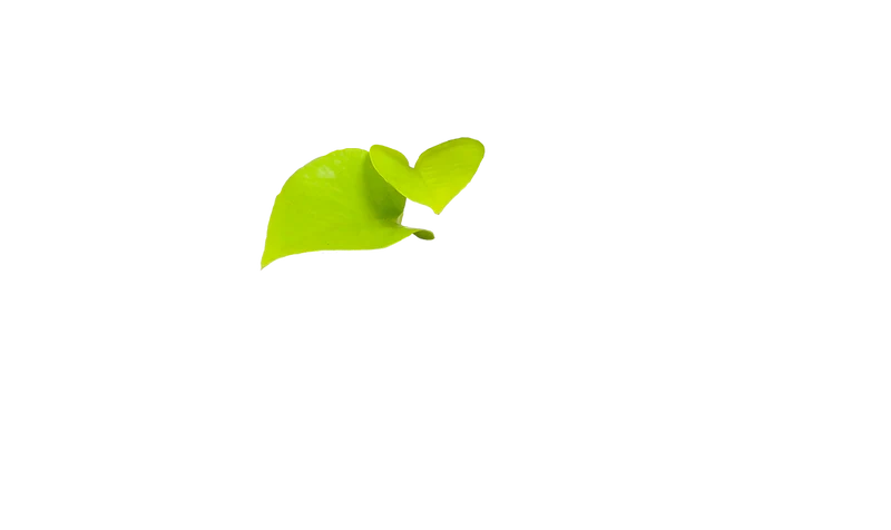 Epipremnum pinnatum "golden pothos" (Efeutute) (S) (20cm)