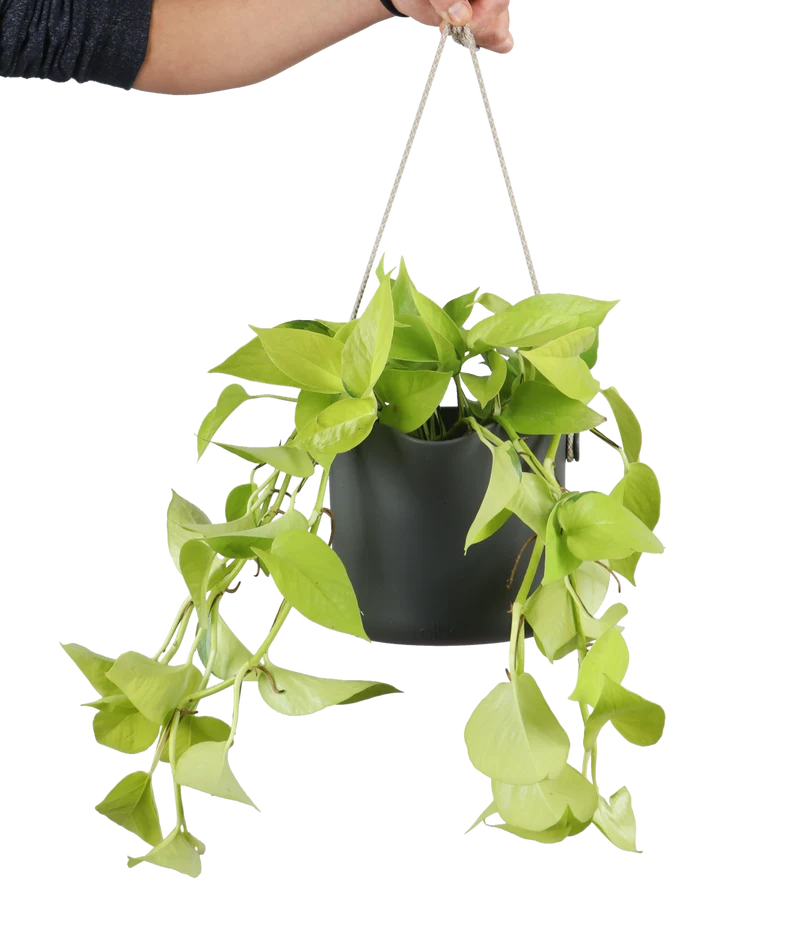 Epipremnum pinnatum "golden pothos" (Efeutute) (S) (40cm)