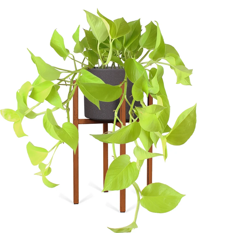 Epipremnum pinnatum "golden pothos" (Efeutute) (S) (40cm)