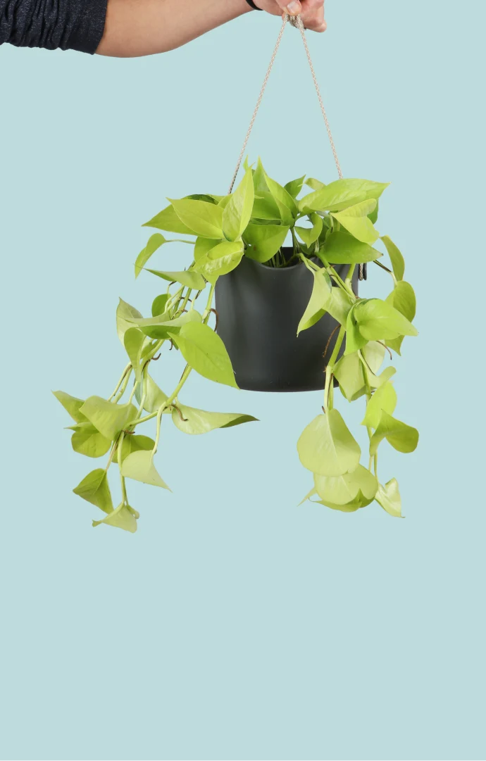 Epipremnum pinnatum "golden pothos" (Efeutute) (S) (40cm)