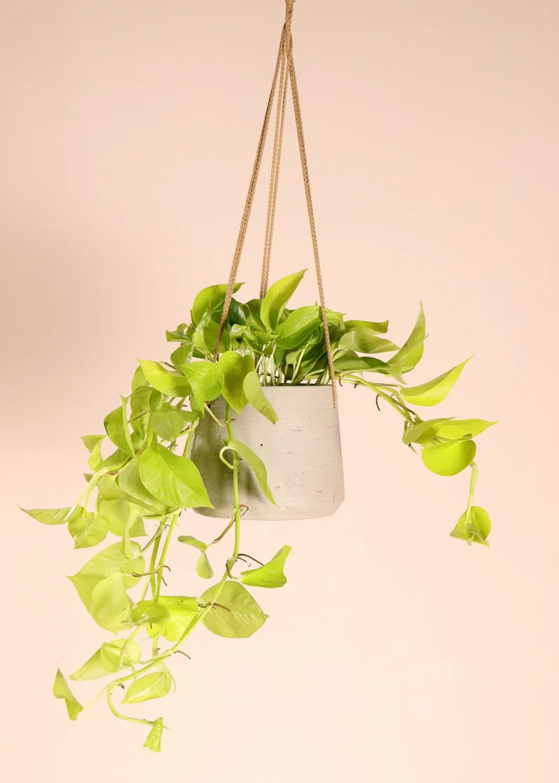 Epipremnum pinnatum "golden pothos" (Efeutute) (S) (40cm)