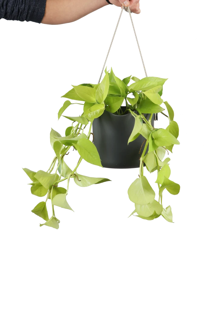 Epipremnum pinnatum "golden pothos" (Efeutute) (S) (40cm)