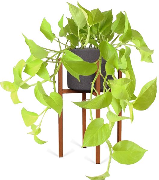 Epipremnum pinnatum "golden pothos" (Efeutute) (S) (40cm)