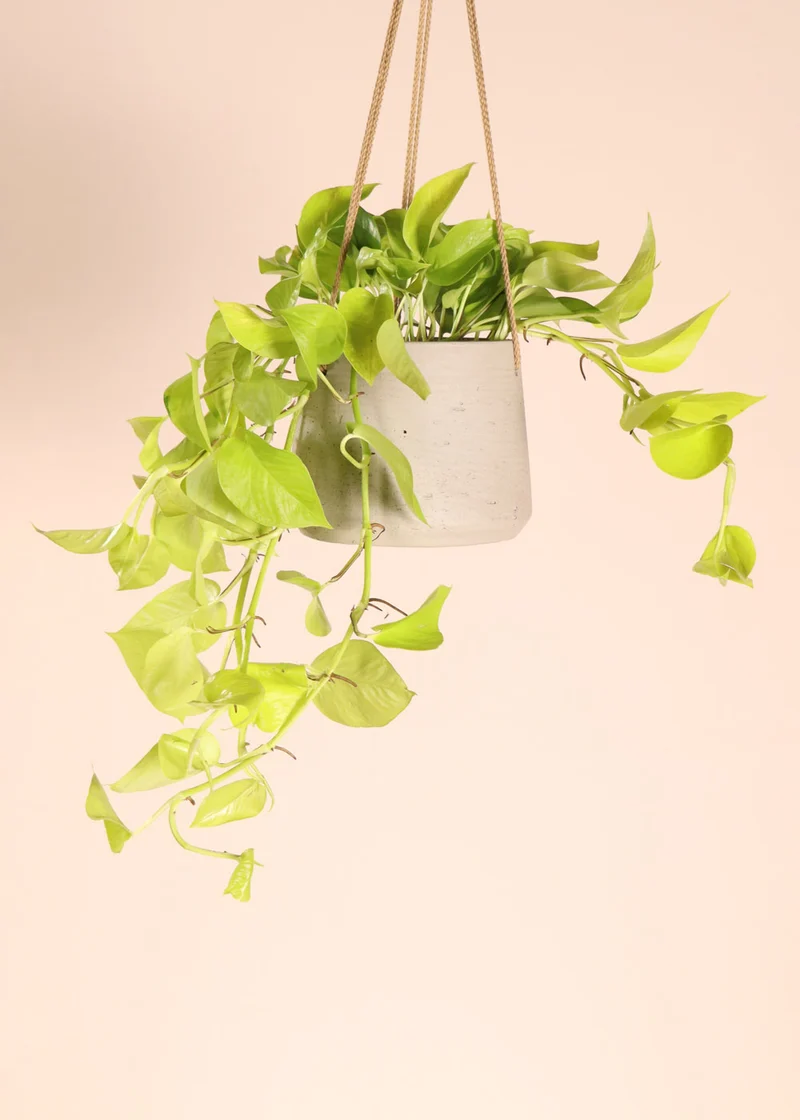 Epipremnum pinnatum "golden pothos" (Efeutute) (S) (40cm)