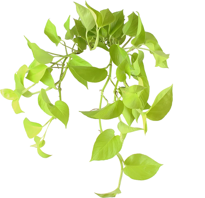 Epipremnum pinnatum "golden pothos" (Efeutute) (S) (40cm)
