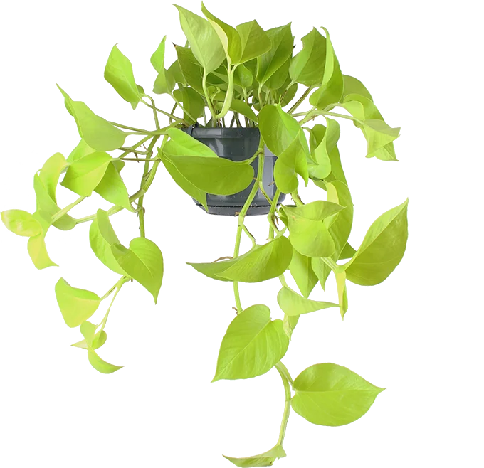 Epipremnum pinnatum "golden pothos" (Efeutute) (S) (40cm)