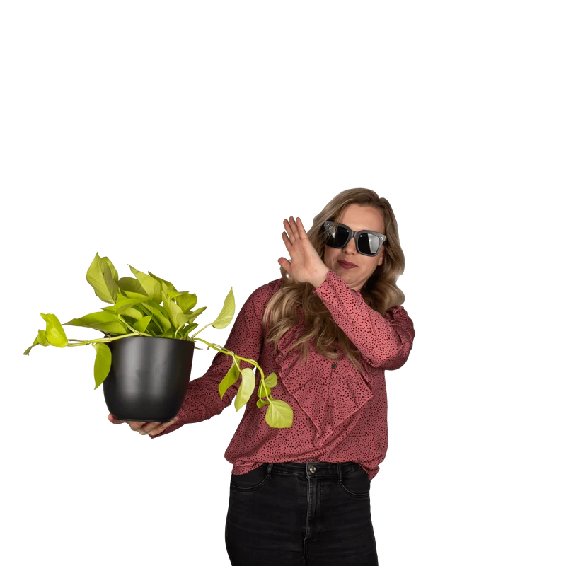 Epipremnum pinnatum "golden pothos" (Efeutute) (S) (40cm)