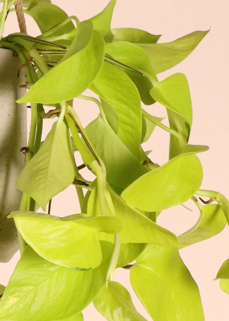 Epipremnum pinnatum "golden pothos" (Efeutute) (S) (40cm)