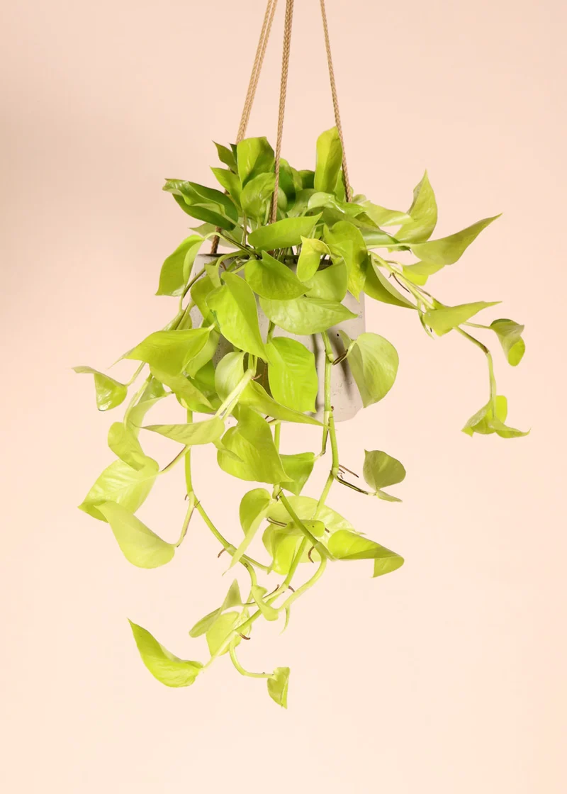 Epipremnum pinnatum "golden pothos" (Efeutute) (S) (40cm)