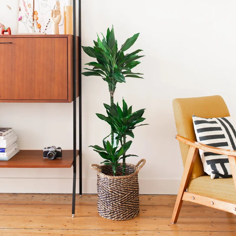 Dracaena janet lind (Drachenbaum) (L)