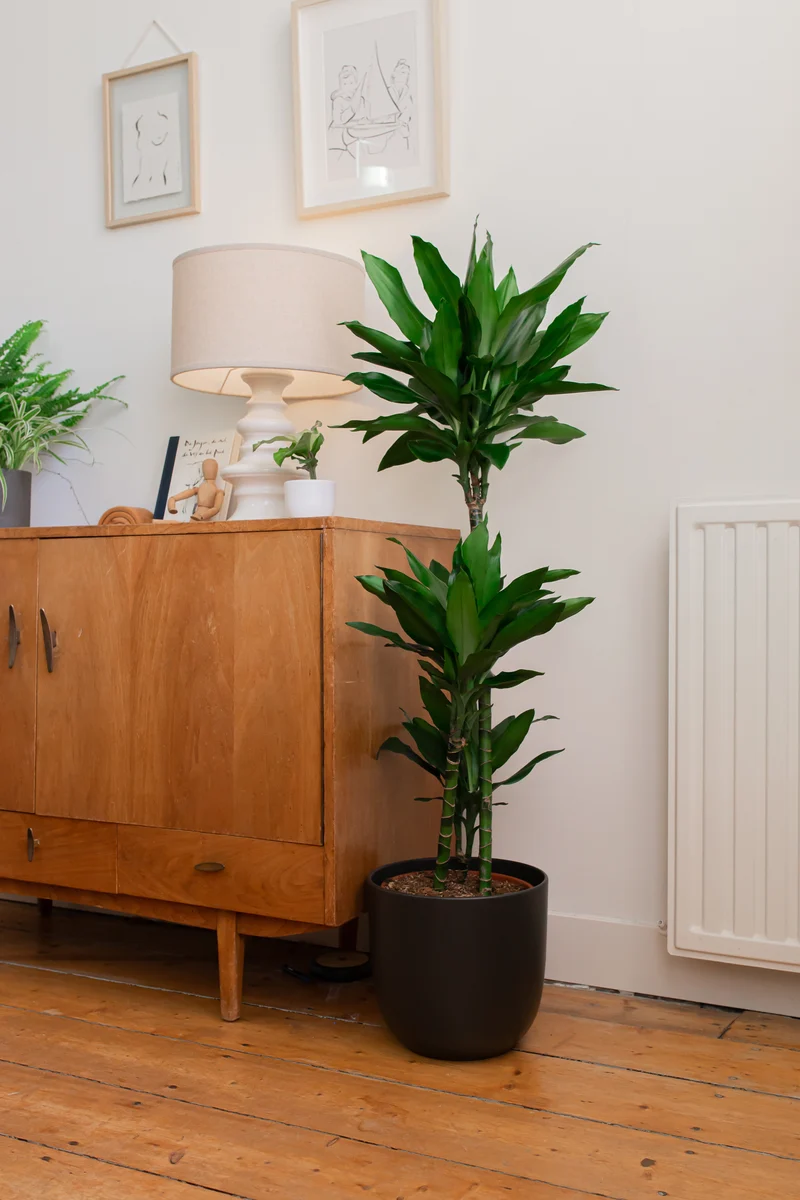 Dracaena janet lind (Drachenbaum) (L)