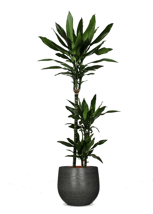 Dracaena janet lind (Drachenbaum) (L)