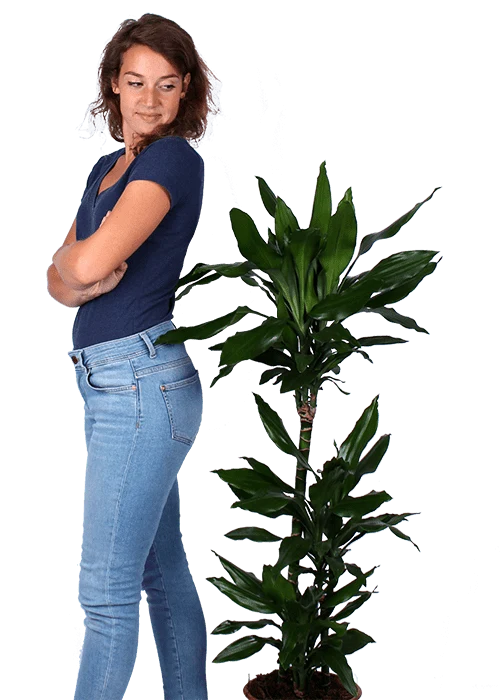 Dracaena janet lind (Drachenbaum) (L)