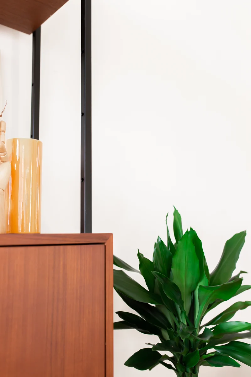 Dracaena janet lind (Drachenbaum) (L)