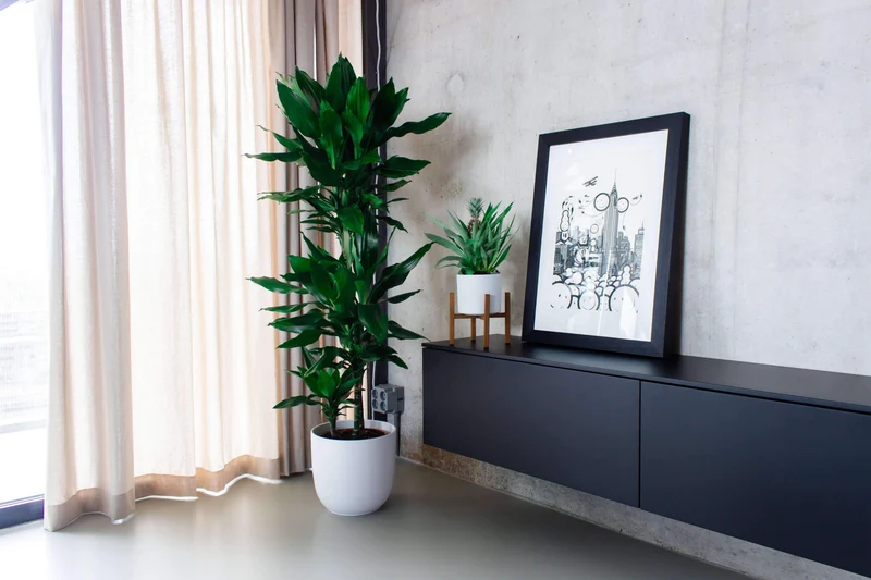 Dracaena janet lind (Drachenbaum) (L)