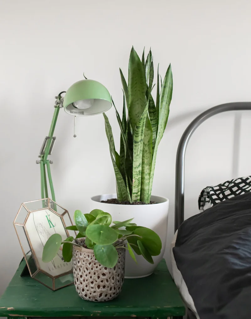 Sansevieria zeylanica (Bogenhanf) (M)