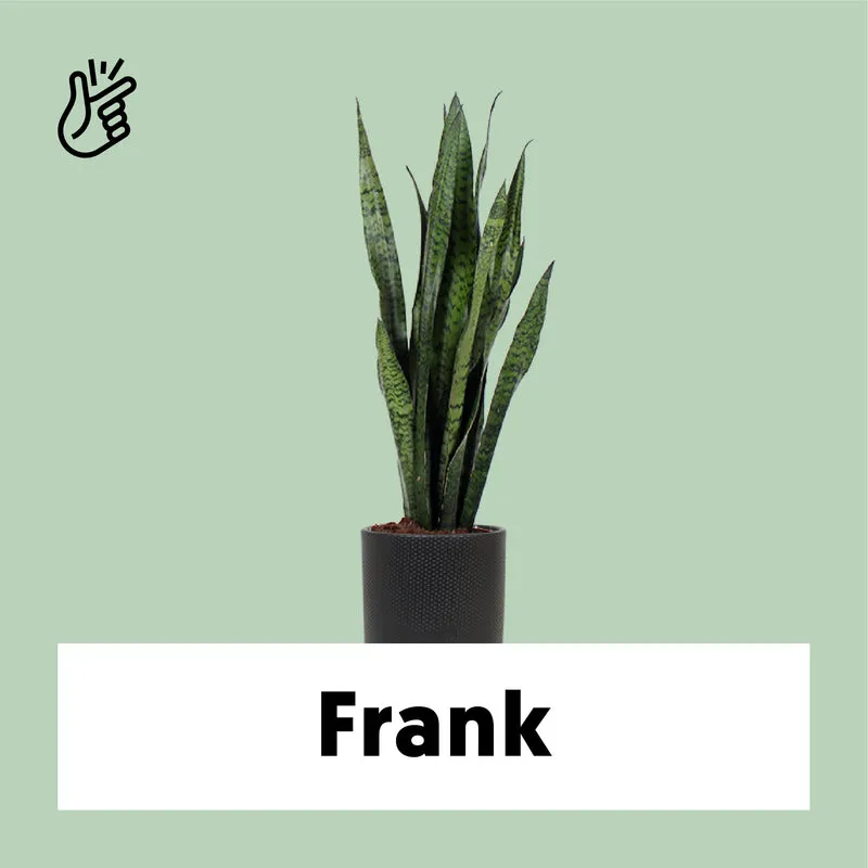 Sansevieria zeylanica (Bogenhanf) (M)