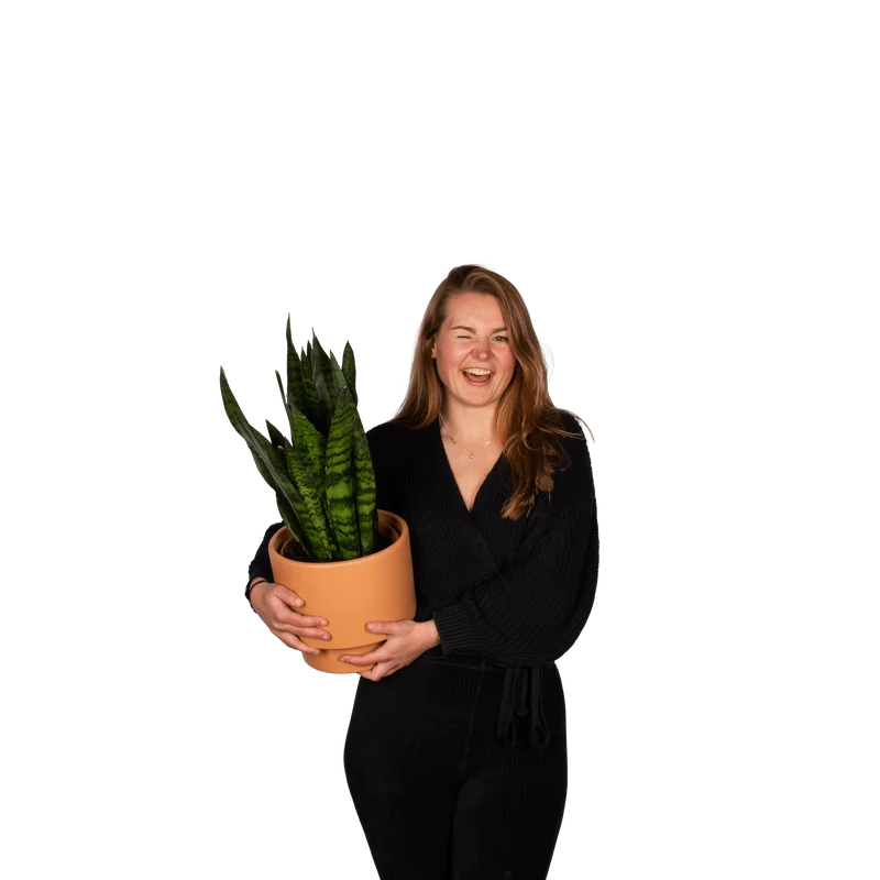Sansevieria zeylanica (Bogenhanf) (M)