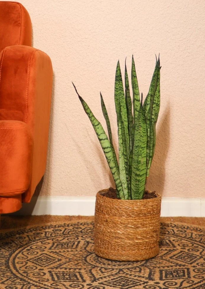 Sansevieria zeylanica (Bogenhanf) (M)