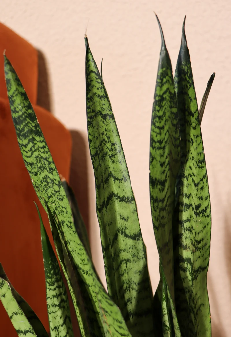 Sansevieria zeylanica (Bogenhanf) (M)