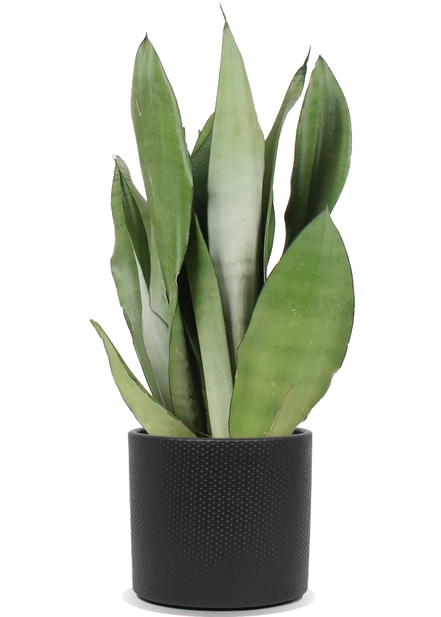 Sansevieria moonshine (Bogenhanf) (M)