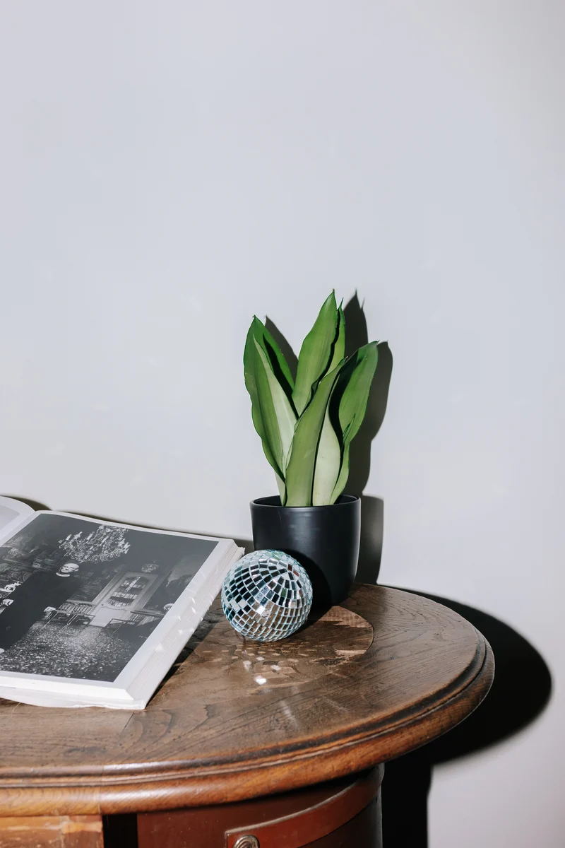 Sansevieria moonshine (Bogenhanf) (M)
