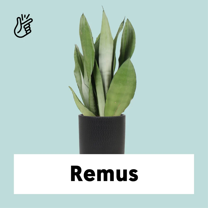 Sansevieria moonshine (Bogenhanf) (M)
