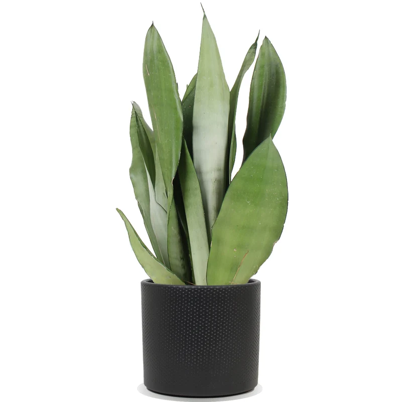Sansevieria moonshine (Bogenhanf) (M)