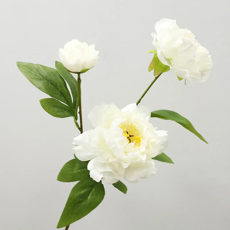 75 cm lange Stängel von chinesischen Großblüten-Pfingstrosen