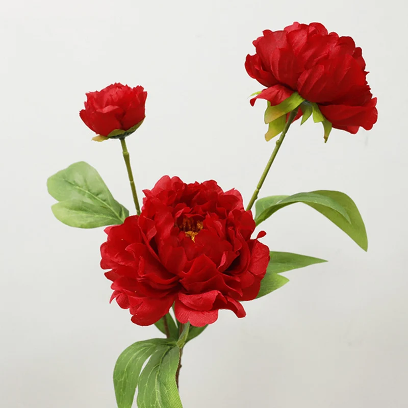 75 cm lange Stängel von chinesischen Großblüten-Pfingstrosen