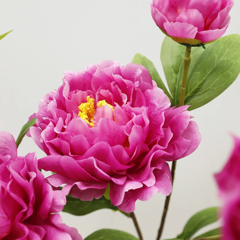 75 cm lange Stängel von chinesischen Großblüten-Pfingstrosen