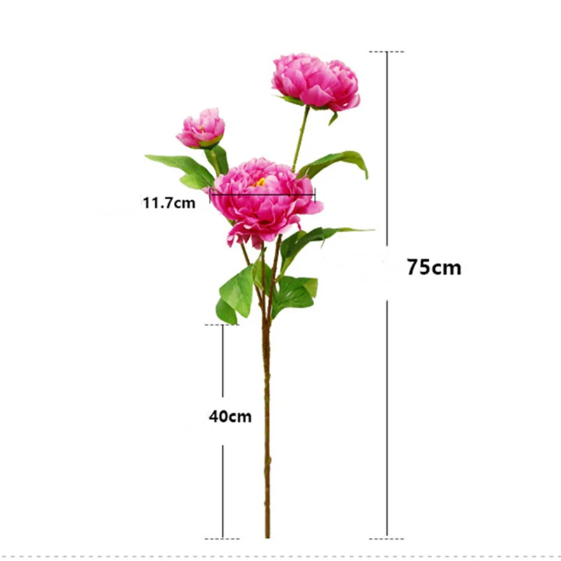 75 cm lange Stängel von chinesischen Großblüten-Pfingstrosen